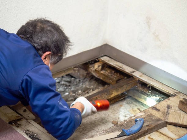 Best Mold Removal Near Me  in Georgetown, TX