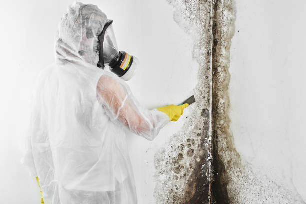 Mold Testing and Removal in Georgetown, TX