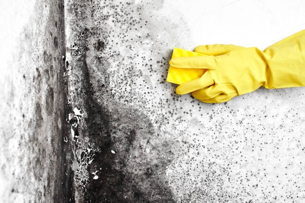 Best Mold Remediation Experts  in Georgetown, TX