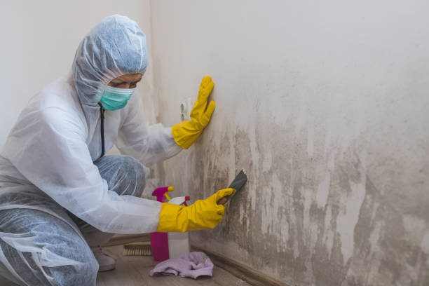 Best Professional Mold Removal  in Georgetown, TX