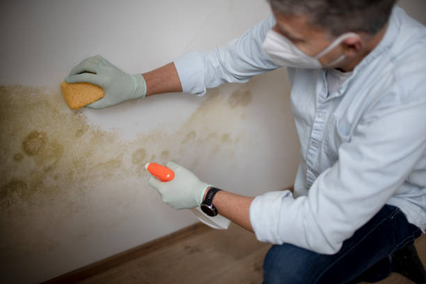 Best Emergency Mold Removal  in Georgetown, TX