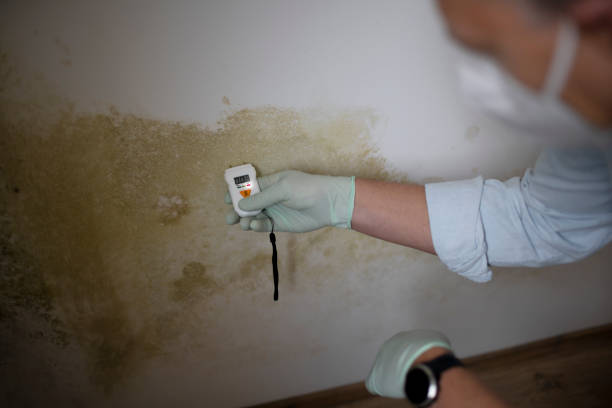 Best Certified Mold Removal  in Georgetown, TX