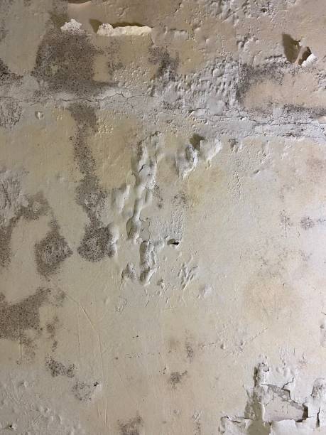 Best Toxic Mold Removal  in Georgetown, TX