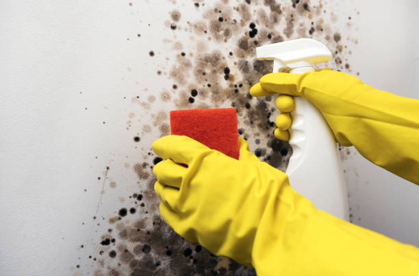 Certified Mold Removal in Georgetown, TX