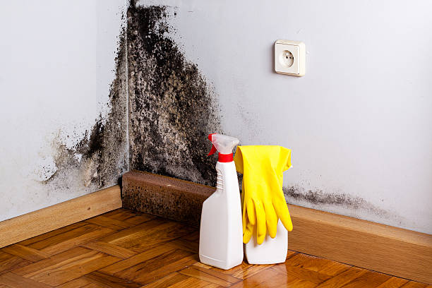Best Mold Cleaning Services  in Georgetown, TX