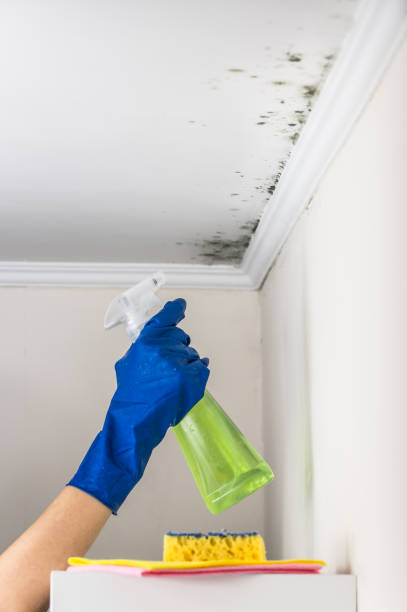 Best Mold Damage Repair  in Georgetown, TX